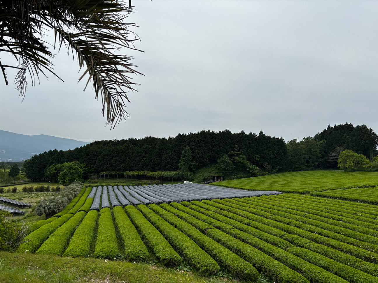 Aichi, Japan – The Home of Zenzi Matcha